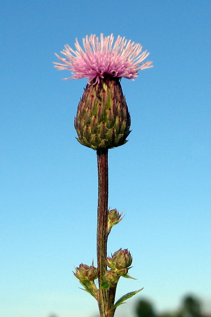 Figure 3- Canada thistle MTO field tour Aug 26 2010 (9) - Copy.JPG